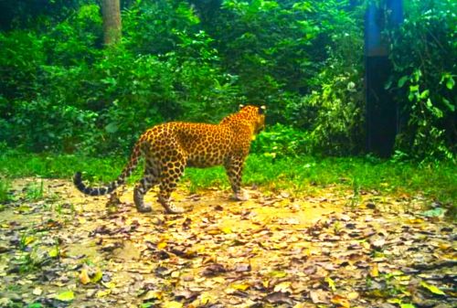खजुरामा २ वर्षीया बालिकाको ज्यान लिने चितुवा १९ दिनपछि नियन्त्रणमा