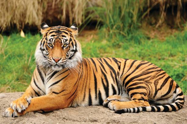 बैजनाथमा बाघको त्रास: स्थानीय त्रसित, सम्बन्धित निकायहरू मौन