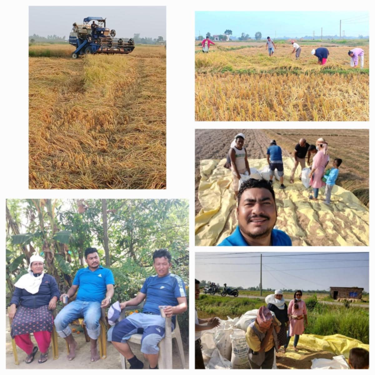 बाँकेमा विप्लव नेतृत्व नेकपाद्वारा ६ बिघा धानको कटाई सम्पन्न , आत्मनिर्भरता अभियान लाई अझ तीब्र बनाउदै